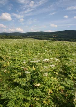 Giant hogweed is one of the most prominent invasive plants in Europe.